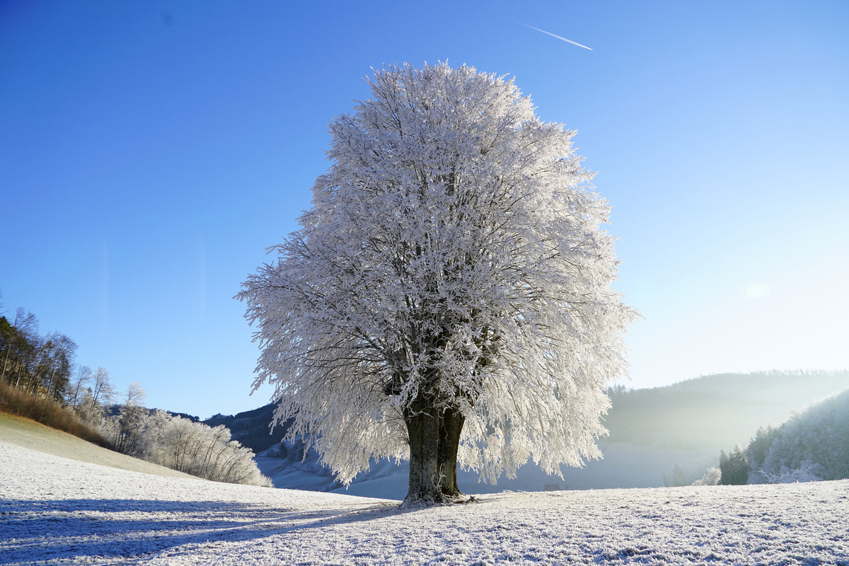 framedposter-print-winter-fairy-tale