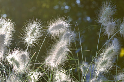 poster-print-ornamental-grasses-in-xl