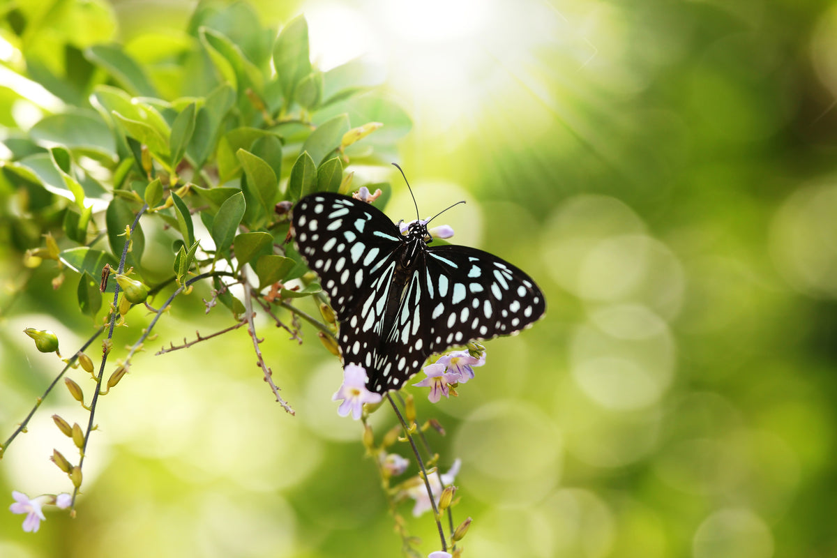 3-piece-aluminium-print-papilio-butterfly-xxl