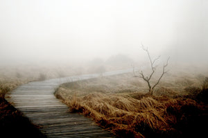 poster-print-dense-fog