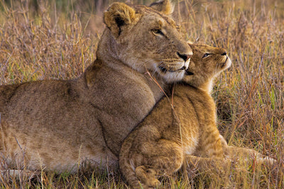 poster-print-baby-lion-with-mother-x