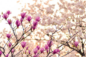 3-piece-canvas-print-beautiful-magnolia-xl