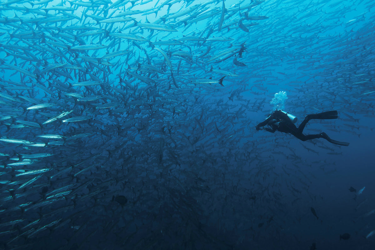 acrylic-print-in-a-fishschool-of-barracudas-x