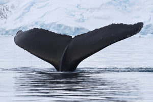 framedposter-print-the-humpback-whale