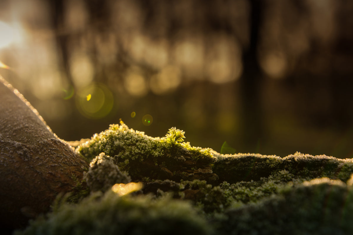 acrylic-print-the-moss