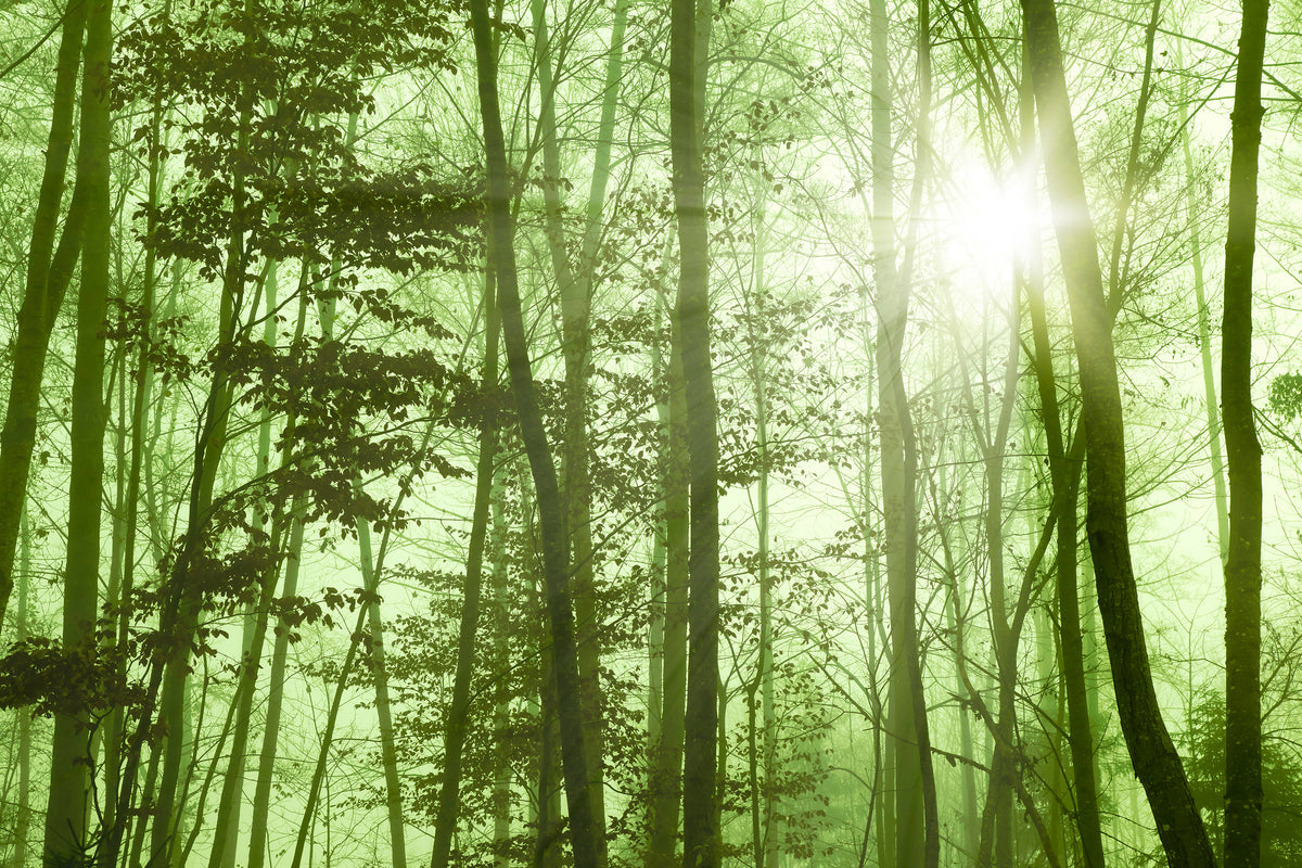 modern-3-piece-aluminium-print-nibelungen-forest