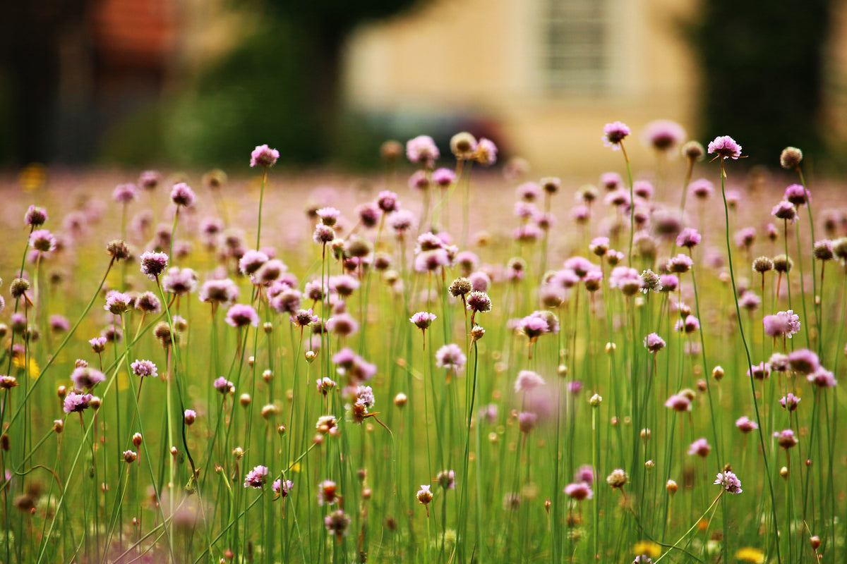 canvas-print-a-meadow-full-of-flowers