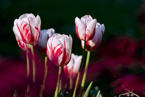 3-piece-canvas-print-the-beauty-of-the-tulips