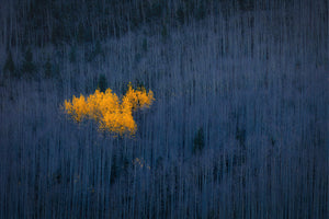 3-piece-canvas-print-heart-of-aspens
