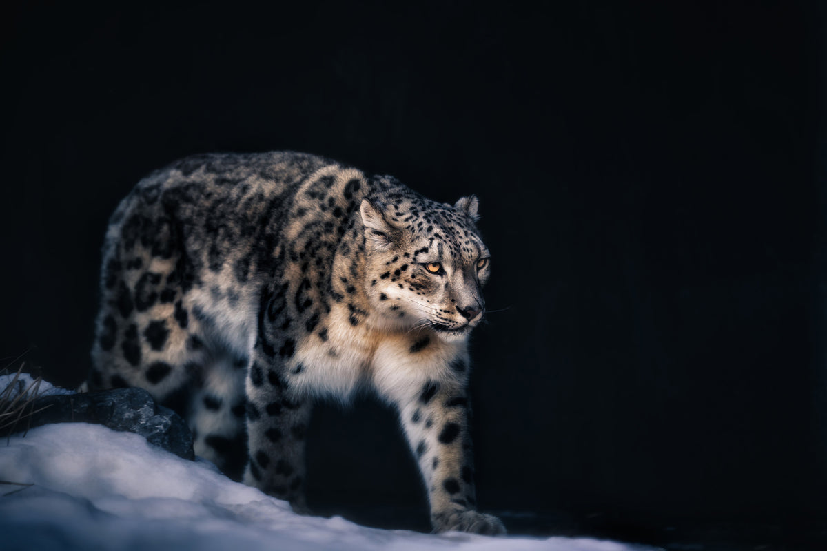 framedcanvas-print-snow-leopard-x