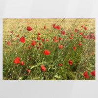 PO-075W050