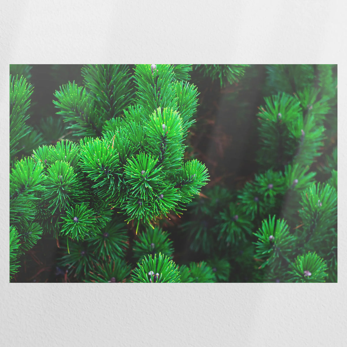 PO-075W050