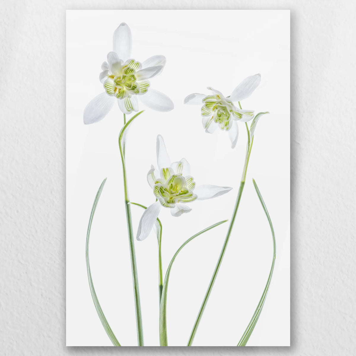 AL-050W075