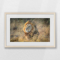 PNP060W040